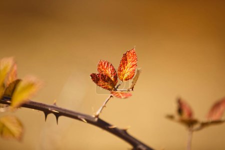 Foto de Hermosas hojas coloridas en otoño en el jardín - Imagen libre de derechos