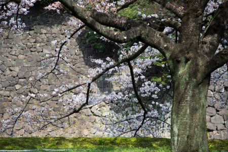 Foto de Flores de cerezo en Japón, Tokio - Imagen libre de derechos