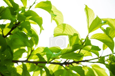 Photo for Bright plants. Lush green leaves - Royalty Free Image