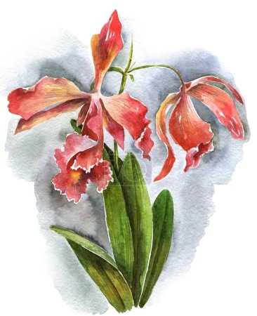 Foto de Flor de orquídea acuarela de cerca - Imagen libre de derechos