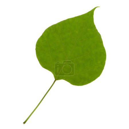 Photo for Green leaf isolated on white background - Royalty Free Image
