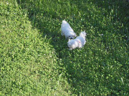 Téléchargez les photos : Les chiens Bichon Frise - en image libre de droit