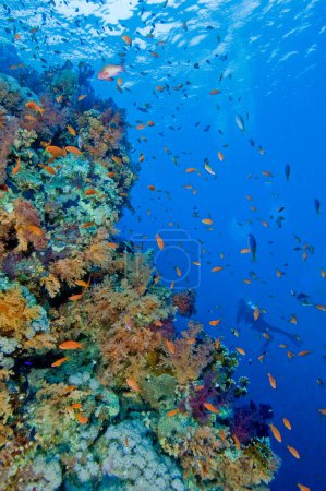 Foto de "Hermoso arrecife tropical. Increíble concepto de mundo submarino - Imagen libre de derechos