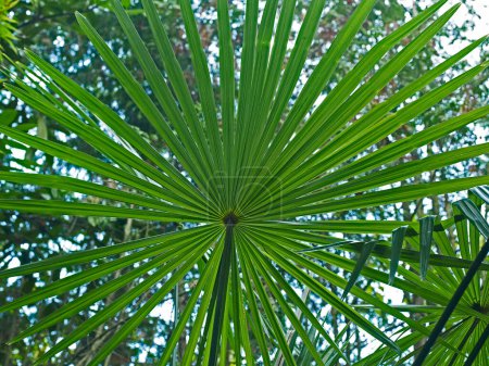 Téléchargez les photos : Feuille de palmier dans le jardin - en image libre de droit