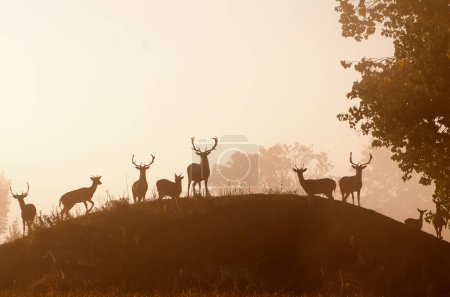 Téléchargez les photos : Troupeau de cerfs dans la forêt sur fond de nature - en image libre de droit