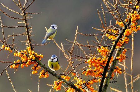 Téléchargez les photos : Oiseau sur la branche d'un arbre - en image libre de droit