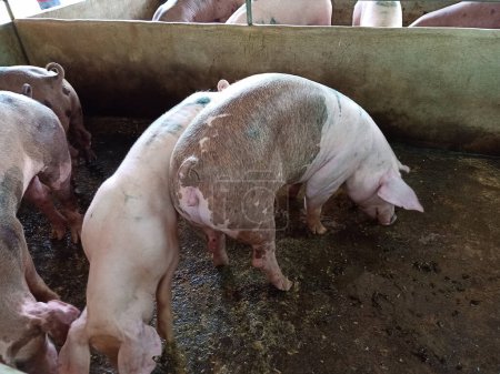 Téléchargez les photos : À l'intérieur de la grande ferme porcine d'élevage Industrie de la viande.Swine dans la stalle - en image libre de droit