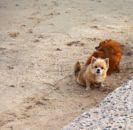 Foto de Pequeños perros chihuahua lindo en la playa de arena a la hora de verano. - Imagen libre de derechos