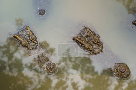 Foto de Las cabezas se acercan a los grandes cocodrilos de agua dulce - Imagen libre de derechos