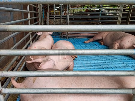 Téléchargez les photos : À l'intérieur de la grande ferme porcine d'élevage Industrie de la viande.Swine dans la stalle - en image libre de droit