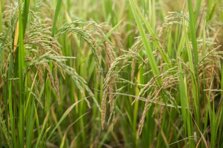 Téléchargez les photos : Riz jasmin thaïlandais Champ de maïs ou champ de riz vert en terrasses - en image libre de droit