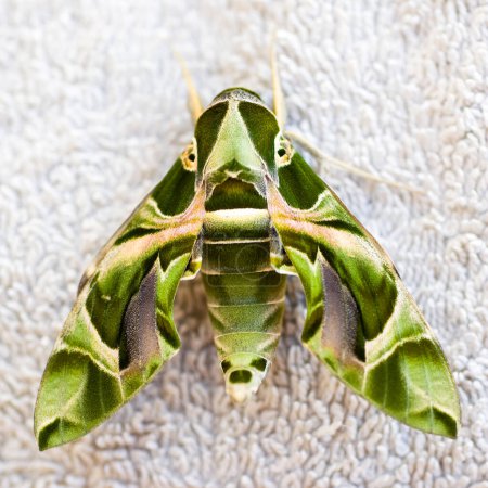 Photo for Closeup of a Egyptian sphinxmoth - Royalty Free Image