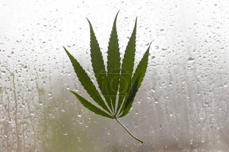Téléchargez les photos : Feuilles de cannabis sur la fenêtre en verre humide - en image libre de droit