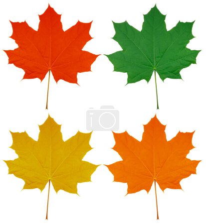 Foto de Conjunto de hojas de arce de colores - Imagen libre de derechos