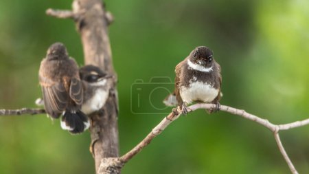 Photo for Birds (Malaysian Pied Fantail) in nature wild - Royalty Free Image