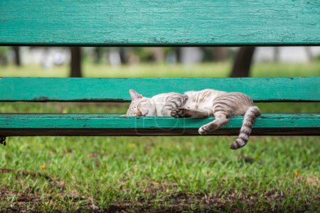Téléchargez les photos : Chat dormant sur une chaise en bois au parc avec la nature - en image libre de droit