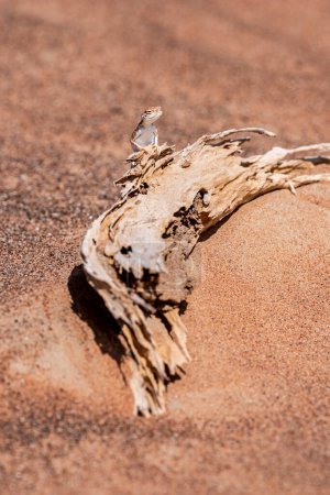 Foto de "Agama de cabeza de sapo árabe (Phrynocephalus arabicus) en el Deser" - Imagen libre de derechos