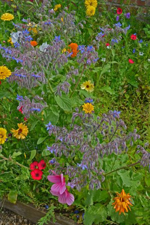 Foto de Vista de cerca de hermosas flores en flor - Imagen libre de derechos