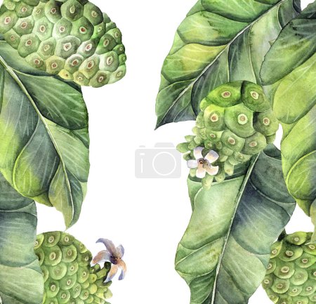 Foto de Ilustración de frutos de Noni sobre fondo blanco - Imagen libre de derechos