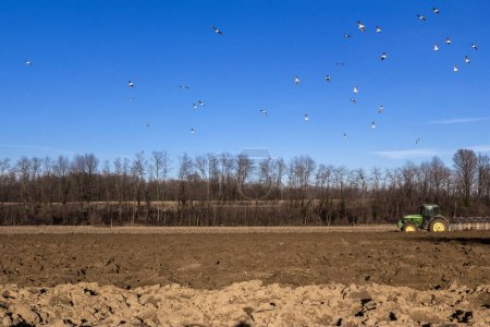 Téléchargez les photos : Le tracteur sur le terrain et les oiseaux - en image libre de droit
