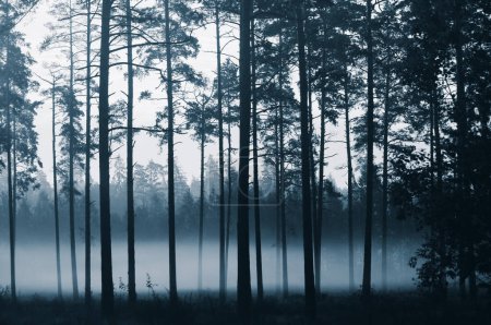 Photo for Misty forest. Nature, flora background - Royalty Free Image