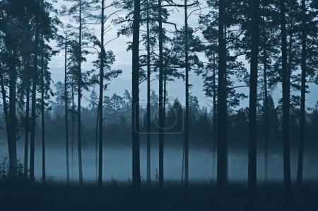 Téléchargez les photos : Dans la forêt sombre - en image libre de droit