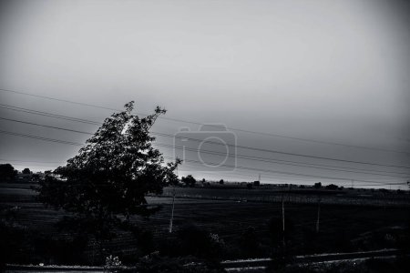 Téléchargez les photos : Arbre solitaire unique dans les champs pendant l'heure du coucher du soleil - en image libre de droit