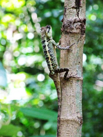 Foto de El camaleón trepando al árbol - Imagen libre de derechos