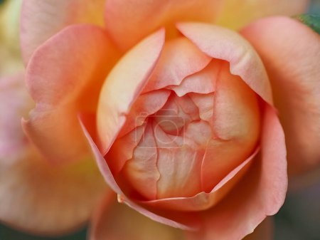 Téléchargez les photos : Belle macro d'une fleur de roses oranges - en image libre de droit