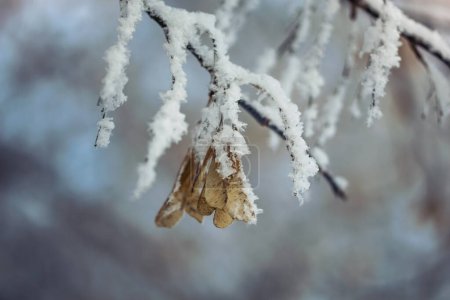 Foto de Plantas en la nieve. fondo de invierno - Imagen libre de derechos
