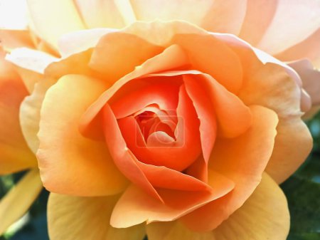 Téléchargez les photos : Belle macro d'une rose orangée fleurie - en image libre de droit