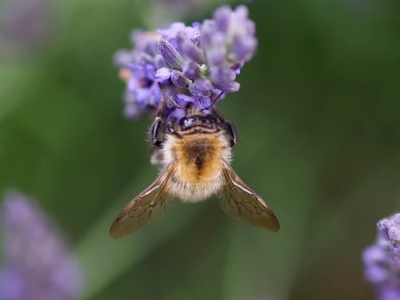Téléchargez les photos : Gros plan d'une humble abeille sur une fleur de lavande pourpre - en image libre de droit