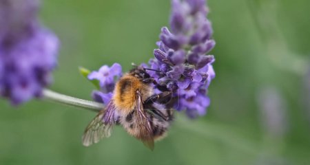 Téléchargez les photos : Gros plan d'une humble abeille sur une fleur de lavande pourpre - en image libre de droit