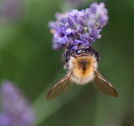 Foto de Primer plano de una humilde abeja en una flor de lavanda púrpura - Imagen libre de derechos