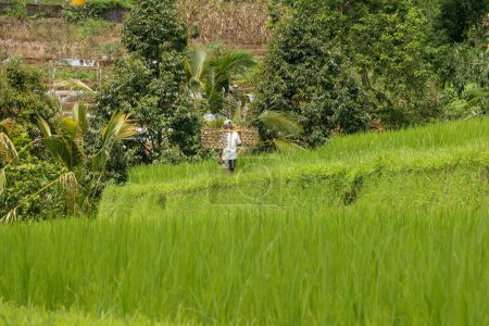 Téléchargez les photos : Les agriculteurs portent du riz sur leurs épaules et marchent dans la rizière - en image libre de droit