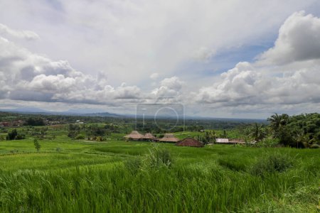 Foto de Terrazas de arroz Jatiluwih. Los hermosos campos de arroz en Bali tienen - Imagen libre de derechos
