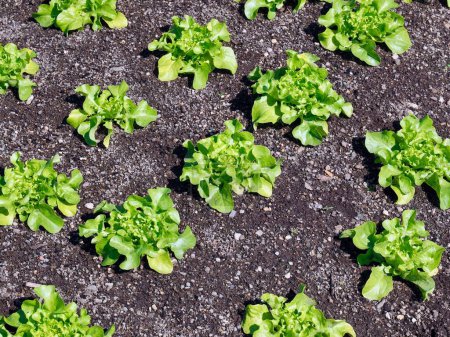 Photo for "Young green salad plants in a garden" - Royalty Free Image