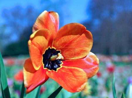 Foto de Macro of a red blooming tulip in front of blue sky - Imagen libre de derechos