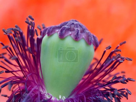 Téléchargez les photos : Belle fleur de pavot rouge - en image libre de droit