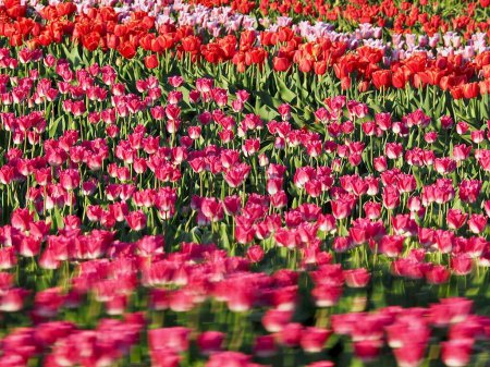 Photo for "Agriculture - Colorful blooming tulip field in Grevenbroich" - Royalty Free Image