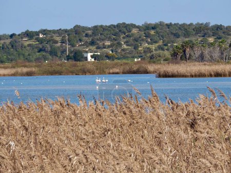 Téléchargez les photos : Flamingos at Beautiful lagoon Lagoa dos Salgados near Albufeira in Portugal - en image libre de droit