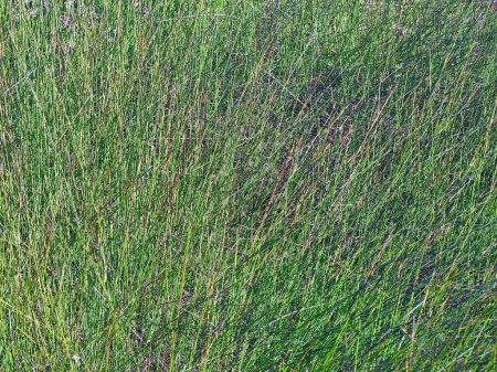 Photo for Macro of green grass in dunes for background - Royalty Free Image