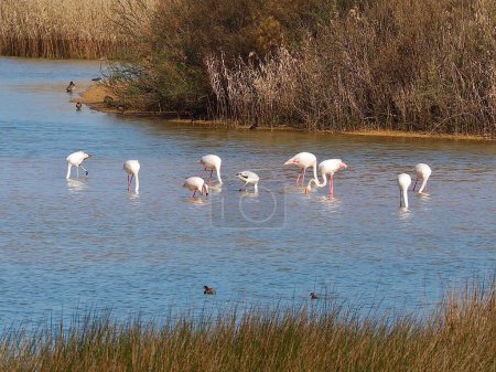 Photo for Flamingos at Beautiful lagoon Lagoa dos Salgados near Albufeira in Portugal - Royalty Free Image