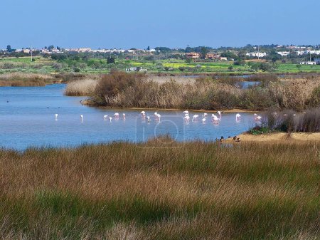 Photo for Flamingos at Beautiful lagoon Lagoa dos Salgados near Albufeira in Portugal - Royalty Free Image