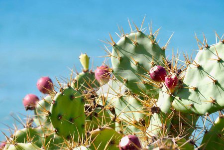 Téléchargez les photos : Cactus de poires épineuses aux fruits mûrs devant le ciel bleu - en image libre de droit