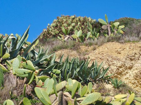 Foto de Cactus de pera espinosa con frutos maduros frente al cielo azul - Imagen libre de derechos