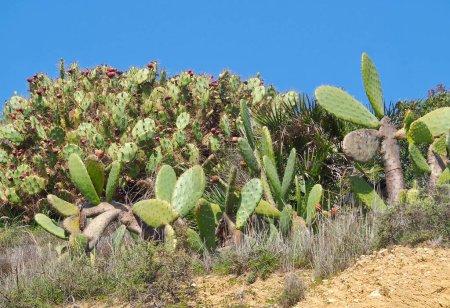 Foto de Cactus de pera espinosa con frutos maduros frente al cielo azul - Imagen libre de derechos
