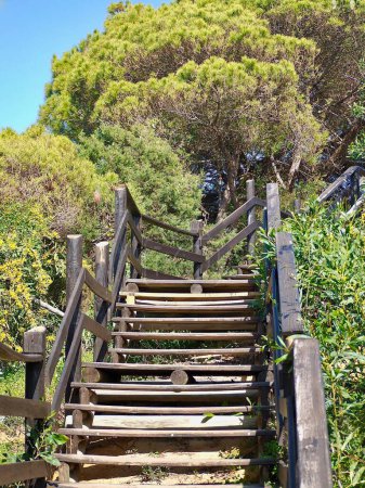 Téléchargez les photos : Escalier en bois avec mimosas et végétation - en image libre de droit