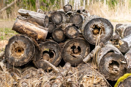 Téléchargez les photos : Pile de vieux troncs pourris tombés - en image libre de droit