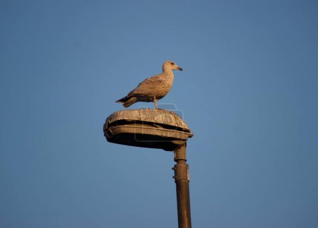 Téléchargez les photos : Pigeon oiseau sur mât lumineux et ciel bleu - en image libre de droit